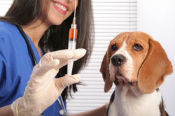 are there flu shots for dogs