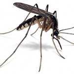 amsmosquito