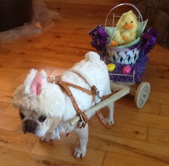 Pat's Frenchie ready to spread Easter cheer at the nursing home.